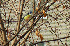 Cyanistes caeruleus