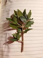 Phillyrea latifolia media