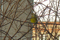 Chloris chloris