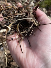 Eurycea multiplicata