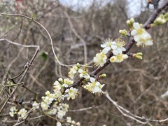 Prunus angustifolia
