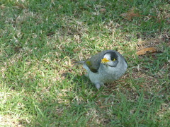 Manorina melanocephala