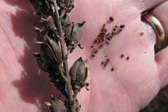 Aureolaria virginica