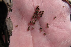 Aureolaria virginica