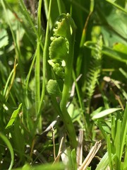 Botrychium crenulatum