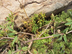 Arracacia peruviana