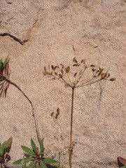 Arracacia peruviana