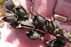 Aureolaria virginica