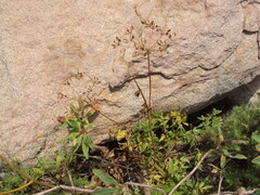 Arracacia peruviana
