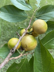 Casearia mariquitensis