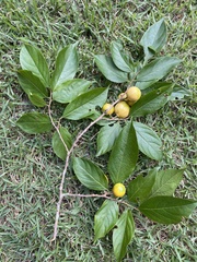 Casearia mariquitensis