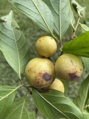 Casearia mariquitensis