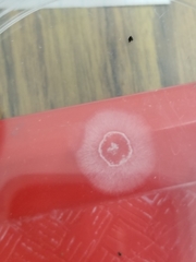 Penicillium digitatum