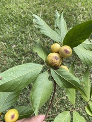 Casearia mariquitensis