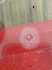 Penicillium digitatum