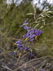 Conanthera bifolia