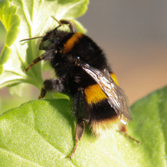 Bombus terrestris audax