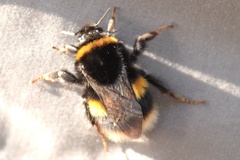Bombus terrestris audax