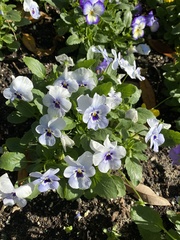 Violaceae