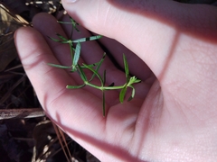 Galium uniflorum