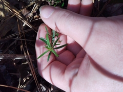 Galium uniflorum