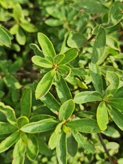 Diospyros lycioides