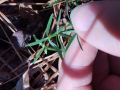 Galium uniflorum