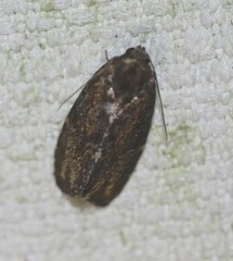 Etanna breviuscula