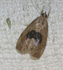 Crocidolomia suffusalis