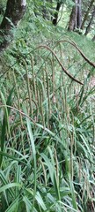 Carex pendula