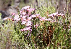 Lampranthus emarginatus