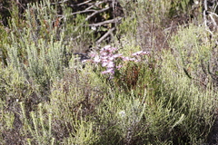 Lampranthus emarginatus