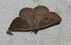Nadagara xylotrema