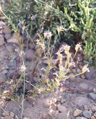 Lobelia comosa