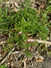 Galium aparine