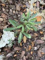 Pithecellobium keyense