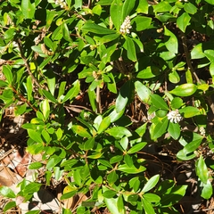 Cliftonia monophylla