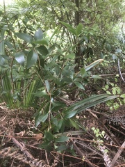 Pittosporum cornifolium