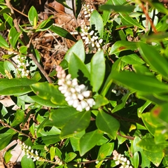 Cliftonia monophylla