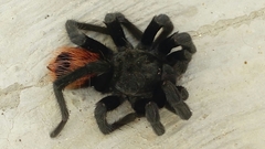 Tliltocatl epicureanus