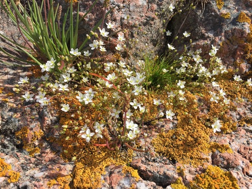 Sagina nodosa ssp. nodosa