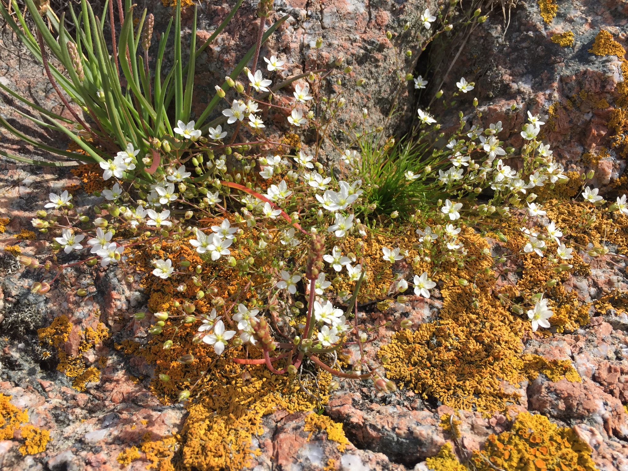 Sagina nodosa ssp. nodosa