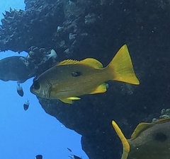 Lutjanus fulviflamma