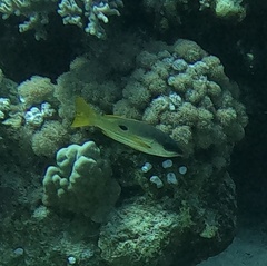 Lutjanus fulviflamma