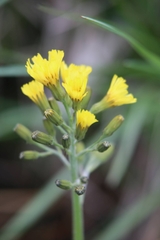 Crepis praemorsa