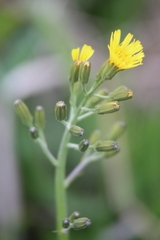 Crepis praemorsa
