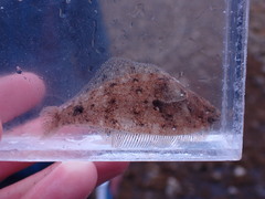 Citharichthys stigmaeus