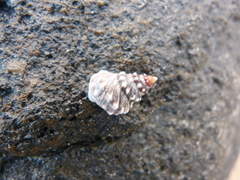 Nodilittorina pyramidalis