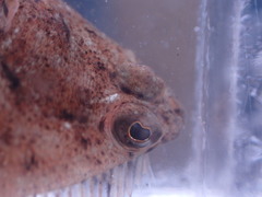 Citharichthys stigmaeus