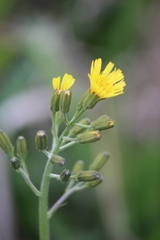 Crepis praemorsa